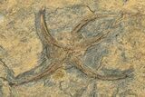 Ordovician Fossil Starfish With Two Brittle Stars - Morocco #249067-2